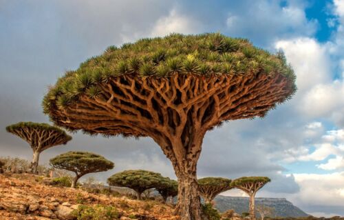 Dragons Blood Tree (Dracaena draco) 5 Seeds - Photo 1 sur 4