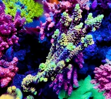 Pieces of the Ocean Outer Worlds- Live Coral Frag SPS/Acropora