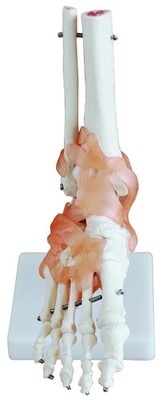 Foot Anatomy Joint Model with Ligaments for Medical & Nursing Education