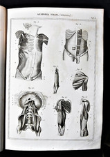 Stampa antica nomenclatura - Medicina Anatomia Umana Fisiologia Miologia muscoli