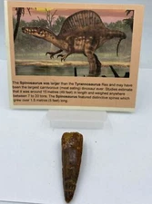 Spinosaurus Teeth LOT Dinosaur F0SSIL Before T Rex Cretaceous J72