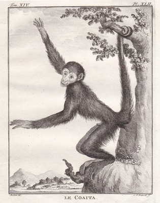 Red-faced spider monkey Rotgesichtklammeraffe monkey Affe engraving Buffon 1780