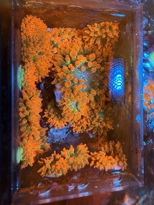 2 + WWC Hawaiian Punch Rainbow Bubble Tip Anemones RBTA BTA Nem Great Coloration