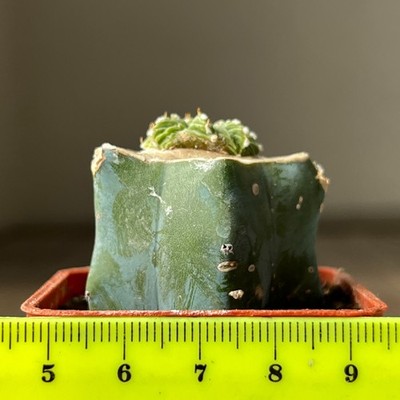 A36-1335 Cactus ritteri f. intercostatum, GCG10888, Puente ciprian Ray , grafted