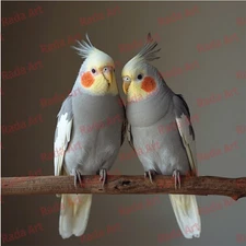 Digital Image Art Ai Picture Photo Wallpaper For Desktop 2 Parrots Bird Nature
