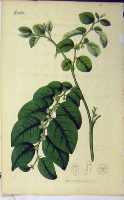 Alter antiker Druck 1804 handkoloriert Blume Edwards Curtis Sansom N.752 19.