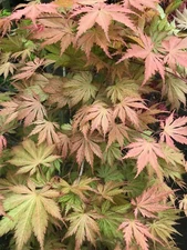 Japanese Maple Ariadne