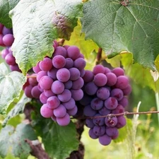 1 - SWEET RED SEEDLESS Live Grape Vine Plant - 1-2 yr Old - Ready for Planting