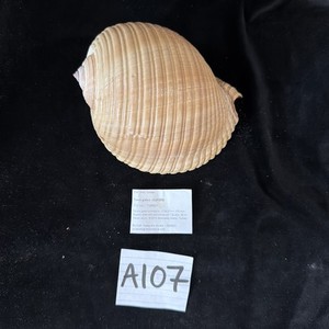 Tona Galea Superb 170mm Turkey F+++ Taken Alive 30m 2015 (A107)