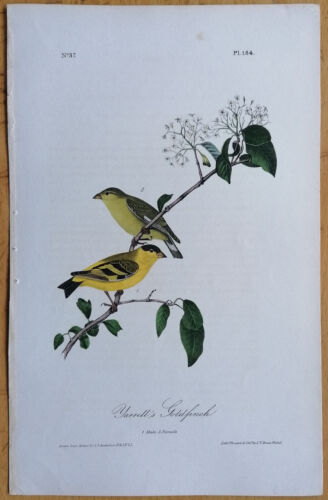 J.J. Audubon 1st Octavo Original Print Yarrell s Goldfinch No. 184 - 1839 - Picture 1 of 1