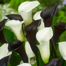 4 - BLACK WHITE Calla Lily Collection Live Flower Plant Bulbs GORGEOUS