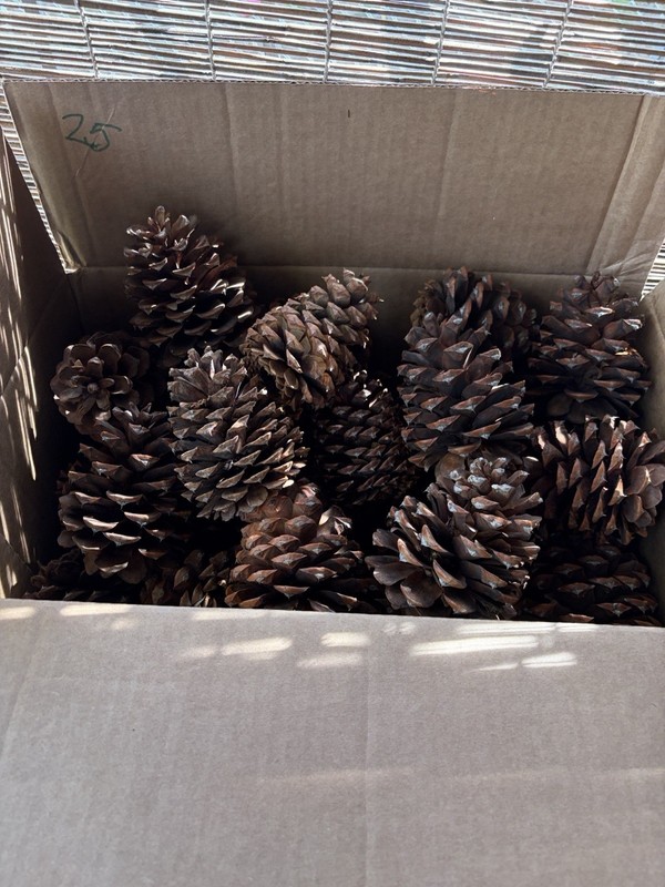 15  Pacific Northwest Pine Cones Pine Cones 3-5 Inches Tall Christmas Crafts