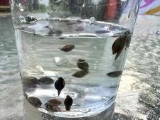 50+ Live Bladder Snails (Physella acuta)-Algae eater, Feeder Snails, Puffer food