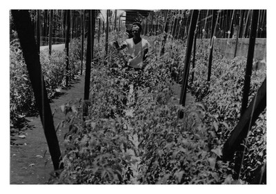 Ascension Island Hydroponic Gardens US Air Force 1945