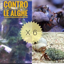 Invertebrati 6 Paguri Pulitori Alghivori Acquario Marino Alghe Invasive Detritiv