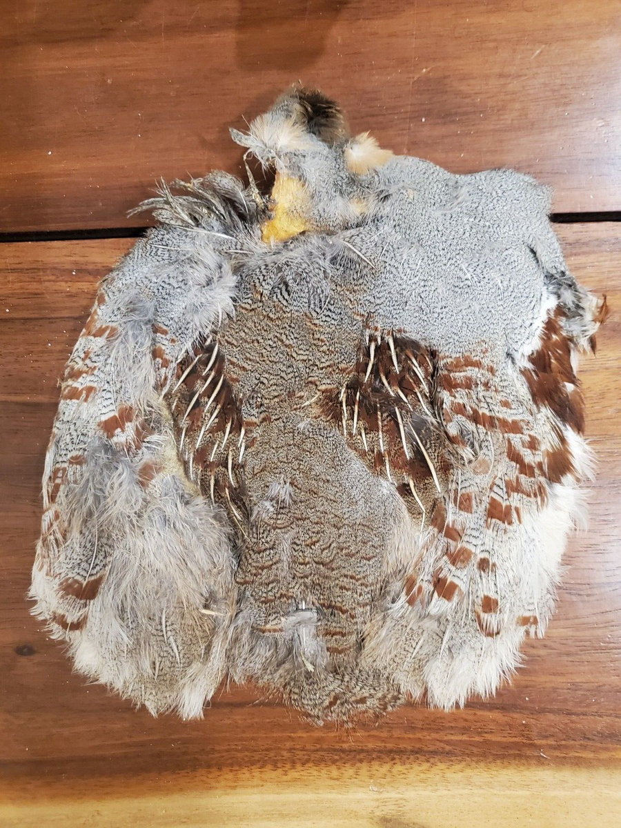 Hungarian Partridge Skin Feathers for Fly Tying Select high