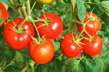 900g  SOLUBLE CALCIUM  FERTILISER stops tomato blossom end rot