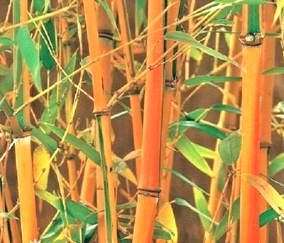 10 RED FOUNTAIN BAMBOO SEEDS - Fargesia 'Jiuzhaigou' | eBay