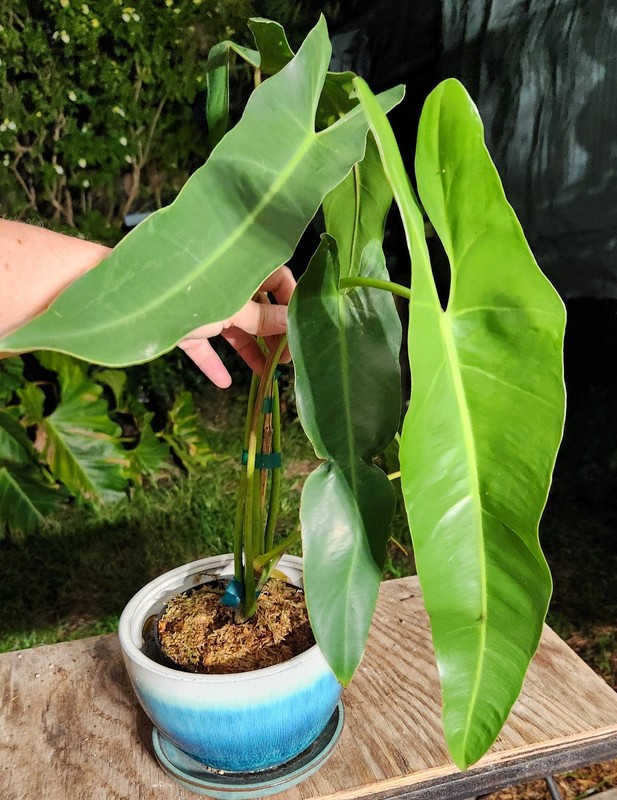 Philodendron Spiritus Sancti Plant in 6" Pot 18" Tall 26" Wide 16" Leaves