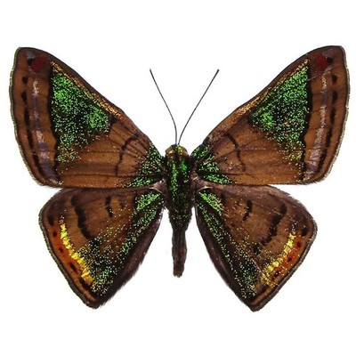 Caria mantinea metalmark green yellow butterfly Peru UNMOUNTED
