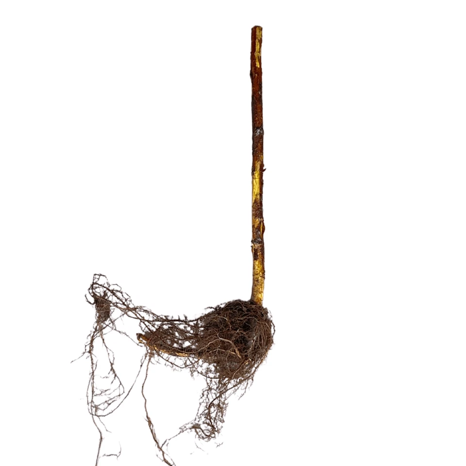 Hand Picked Nursery Prelude Raspberry Canes – Bare Root Canes, 1-Year-Old - Image 4 of 4