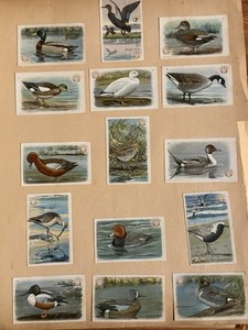 Antique Scrapbook Birds Ephemera Arm & Hammer Trading Cards Arthur Singer Prints
