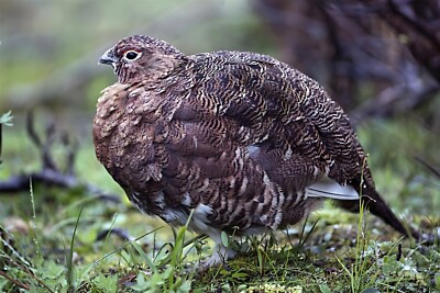Willow Ptarmigan Bird GLOSSY POSTER PICTURE PHOTO PRINT BANNER 13990