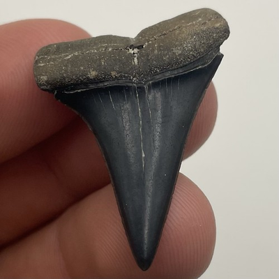 #ad REAL SHARK TOOTH FOSSIL MAKO SHARK VENICE FLORIDA 1.4” $27.99