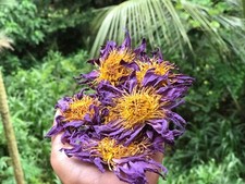 Dried NYMPHAEA CAERULEA Hand Picked BLUE LOTUS 1Kg Organic Natural Pure Flowers