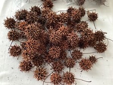 Sweet Gum Balls Seed Pods - Witches Burrs - 15 Count