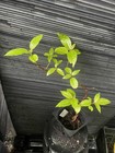 Buttonbush — photo 1