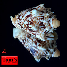 Voluta chrysostoma f. sumbaensis #4 50.5mm GORGEOUS MUSIC VOLUTE from Indonesia