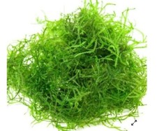 Java Moss 10x10 cm/muschio/piante/acquario/pesci/gamberetti/moss