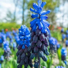 12 - LATIFOLIUM MUSCARI Flower Bulbs * Pairs Nicely with Tulips & Daffodils