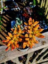 CLEARANCE: Sedum Nussbaumerianum | Orange succulent plant 