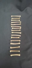 (15) Real Coyote Paw Toe Bones Phalanges (Beetle Cleaned) (Art Bones Jewelry)