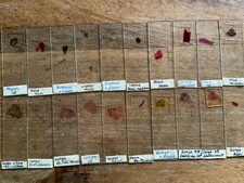 113 Objektträger Mikroskop Tier Lunge Herz Hirn Leber Magen Rückrat usw