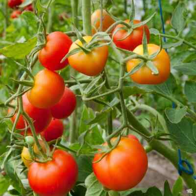 #ad Stupice Tomato Seeds Cold Tolerant Early Tomato NON GMO Heirloom FREE SHIP $19.19