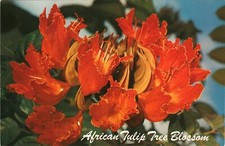 Vintage Postcard African Tulip Tree Blossom HAWAII