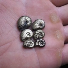 6 pcs Ammonite Pyrite 12-17 mm France Jurassic Dino Fossil lot Golden 4010