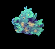 WYSIWYG Space Invader Pectinia – Live LPS Coral Frag for Reef Aquarium