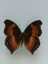 Entomologie Nymphalidae Précis Milionia Cameroun Mâle 