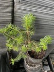 Turkish Fir — photo 2