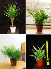 1 EVERGREEN TABLE PLANT @ POT INDOOR NATURE AIR CLEANER HOUSE OFFICE WINDOWSILL