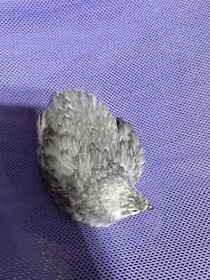 10+ Mix Andalusian Coturnix Quail Hatching Eggs