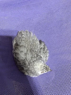 10+ Mix Andalusian Coturnix Quail Hatching Eggs