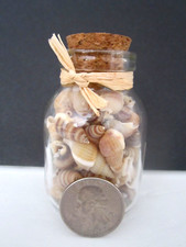 Miniature 3/4" Sea Shells In Glass 3" Bottle W/ Cork Top Beach Sea Decor New