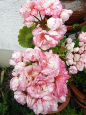 Pelargonie Appleblossom  --  Geranie  --  Rosebud   --  Pflanze