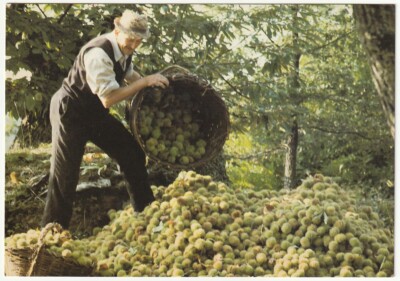 CITTA' DI CASTELLO - PERUGIA - THE CHESTNUTS - SET-UP OF THE PILLAR -89535-