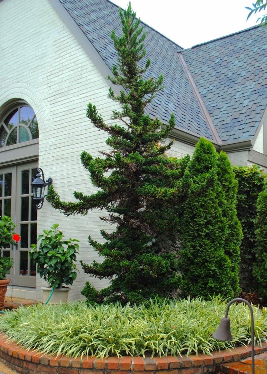 Cryptomeria Japoncia Black Dragon Japanese Cedar | eBay